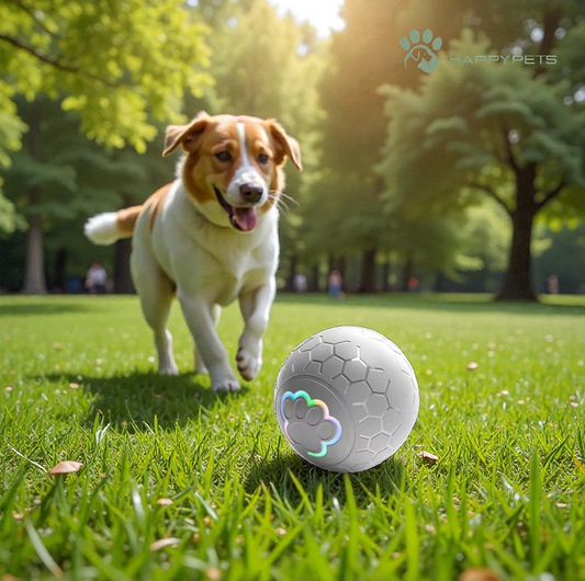 SmartBall pour chien